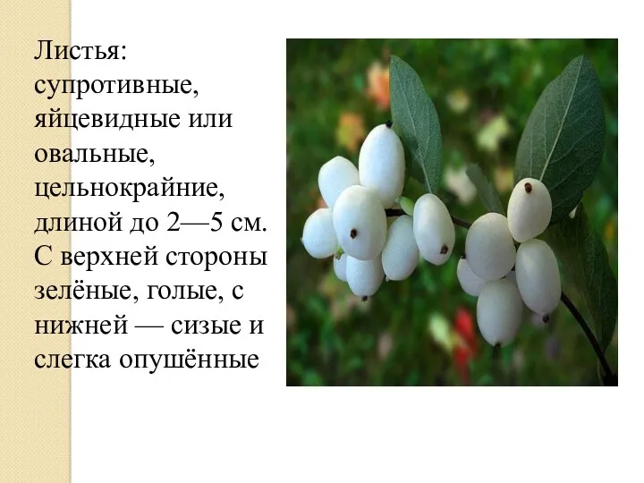 Листья: супротивные, яйцевидные или овальные, цельнокрайние, длиной до 2—5 см.