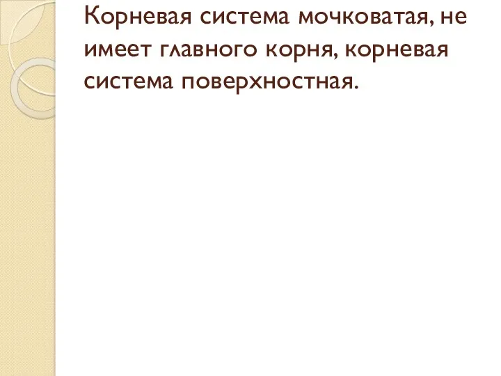 Корневая система мочковатая, не имеет главного корня, корневая система поверхностная.