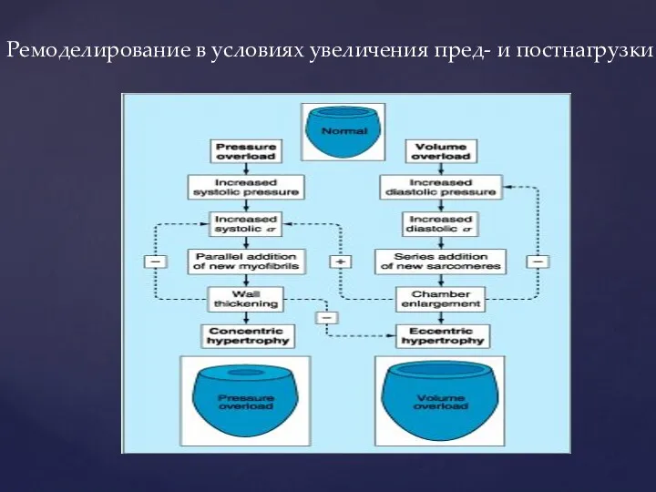 Ремоделирование в условиях увеличения пред- и постнагрузки