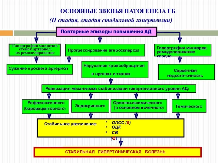 (II стадия, стадия стабильной гипертензии) ОСНОВНЫЕ ЗВЕНЬЯ ПАТОГЕНЕЗА ГБ Стабильное