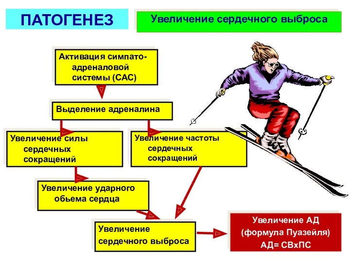 Увеличение сердечного выброса ПАТОГЕНЕЗ Активация симпато-адреналовой системы (САС) Выделение адреналина