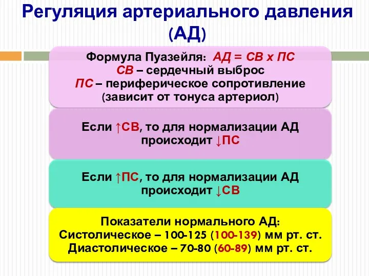 Регуляция артериального давления (АД)