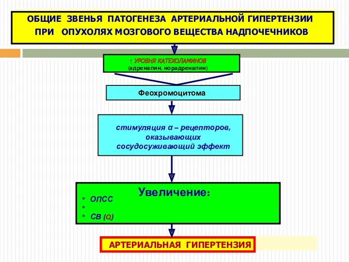 ↑ УРОВНЯ КАТЕХОЛАМИНОВ (адреналин, норадреналин)