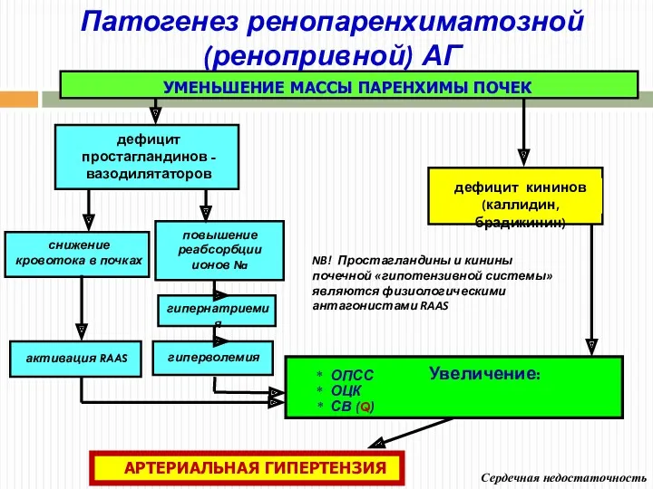 Патогенез ренопаренхиматозной (ренопривной) АГ Сердечная недостаточность гиперволемия гипернатриемия Увеличение: *