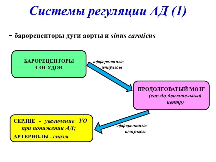 Системы регуляции АД (1) - барорецепторы дуги аорты и sinus