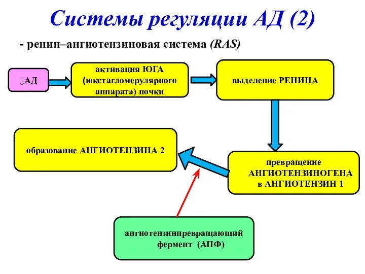 Системы регуляции АД (2) - ренин–ангиотензиновая система (RAS) ↓АД выделение