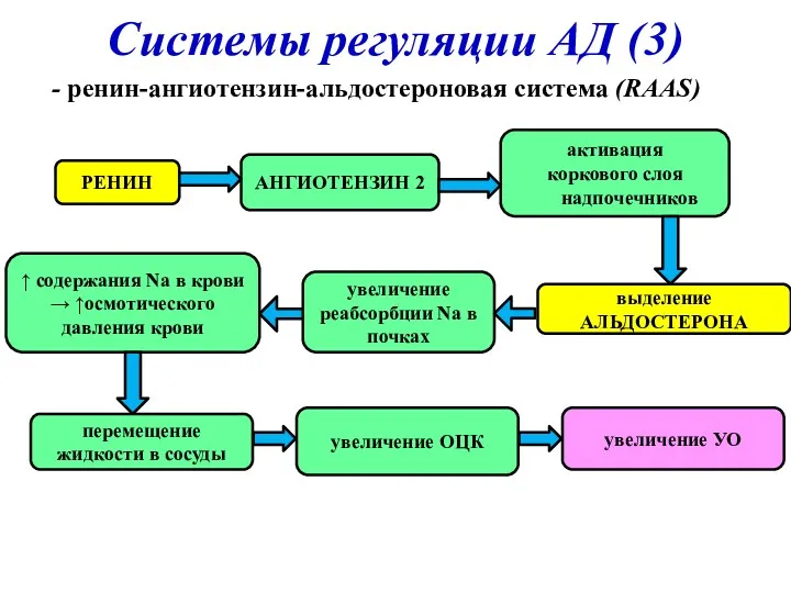 Системы регуляции АД (3) - ренин-ангиотензин-альдостероновая система (RAAS) РЕНИН активация