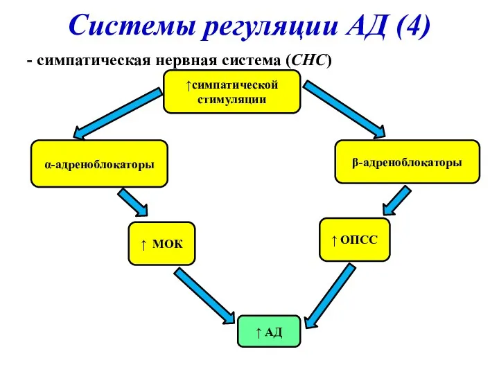 Системы регуляции АД (4) - симпатическая нервная система (СНС) β-адреноблокаторы