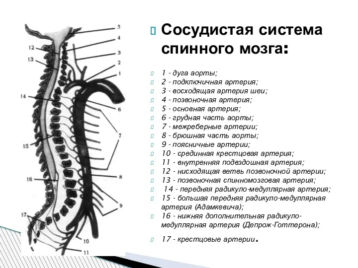 Сосудистая система спинного мозга: 1 - дуга аорты; 2 -