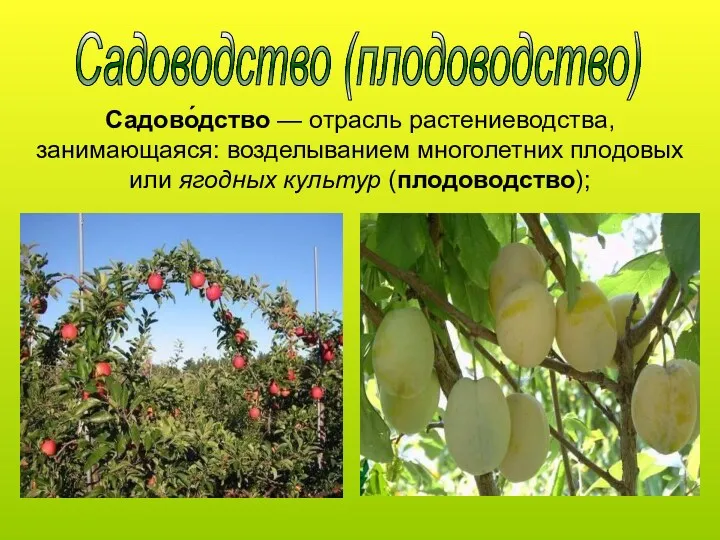 Садоводство (плодоводство) Садово́дство — отрасль растениеводства, занимающаяся: возделыванием многолетних плодовых или ягодных культур (плодоводство);