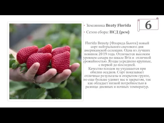 Florida Beauty (Флорида Бьюти) новый сорт нейтрального светового дня американской