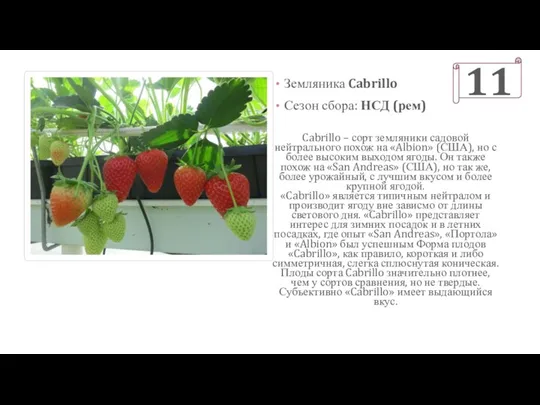 Cabrillo – сорт земляники садовой нейтрального похож на «Albion» (США),