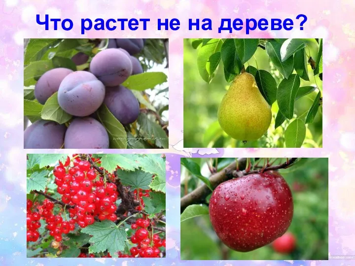 Что растет не на дереве?