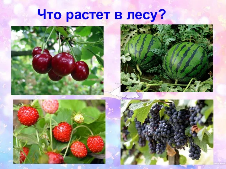 Что растет в лесу?