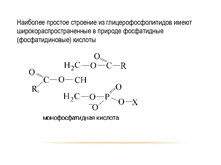 Наиболее простое строение из глицерофосфолипидов имеют широкораспространенные в природе фосфатидные (фосфатидиновые) кислоты