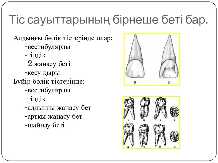 Тіс сауыттарының бірнеше беті бар. Алдыңғы бөлік тістерінде олар: -вестибулярлы