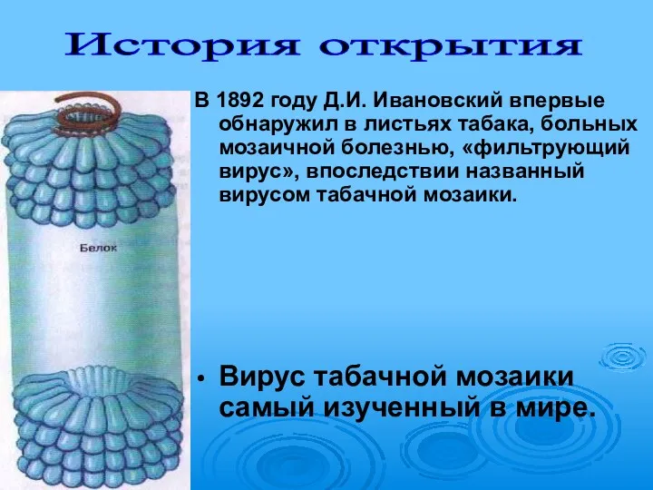 В 1892 году Д.И. Ивановский впервые обнаружил в листьях табака, больных мозаичной болезнью,