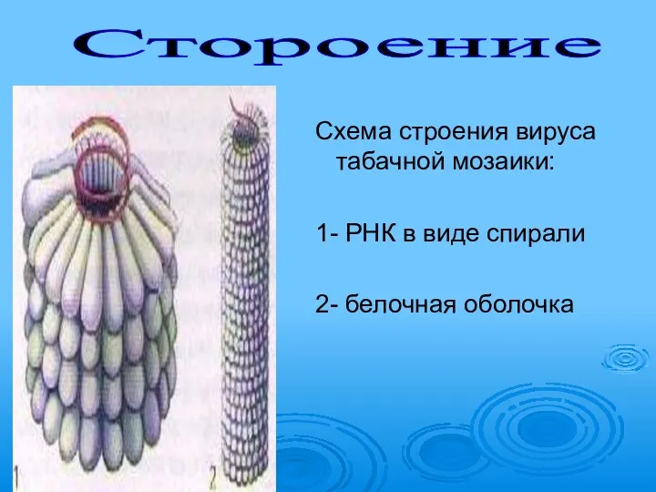 Схема строения вируса табачной мозаики: 1- РНК в виде спирали 2- белочная оболочка Стороение