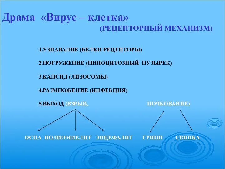 Драма «Вирус – клетка» (РЕЦЕПТОРНЫЙ МЕХАНИЗМ) 1.УЗНАВАНИЕ (БЕЛКИ-РЕЦЕПТОРЫ) 2.ПОГРУЖЕНИЕ (ПИНОЦИТОЗНЫЙ ПУЗЫРЕК) 3.КАПСИД (ЛИЗОСОМЫ)