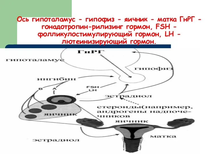 Ось гипоталамус - гипофиз - яичник - матка ГнРГ -