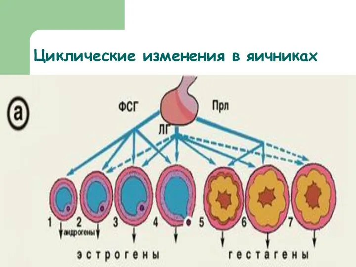 Циклические изменения в яичниках