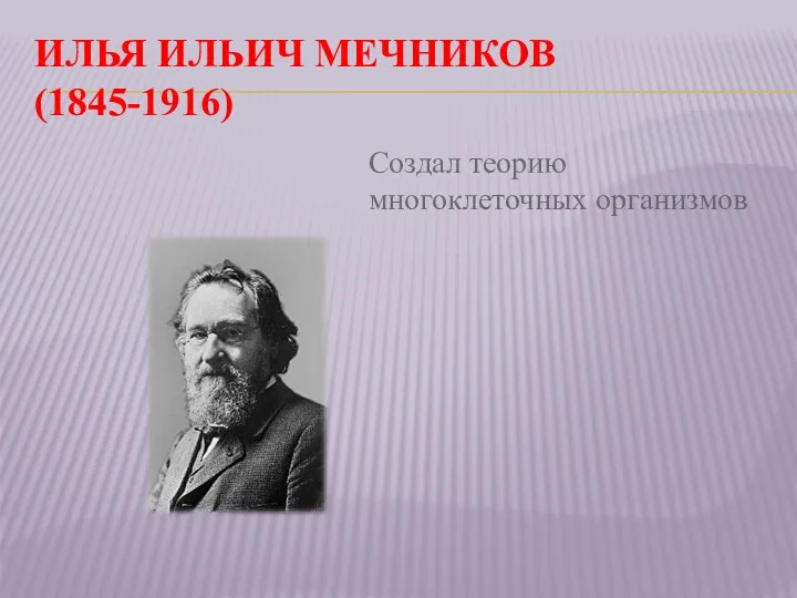ИЛЬЯ ИЛЬИЧ МЕЧНИКОВ (1845-1916) Создал теорию многоклеточных организмов