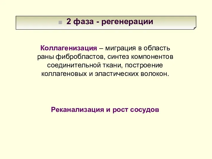 2 фаза - регенерации Коллагенизация – миграция в область раны