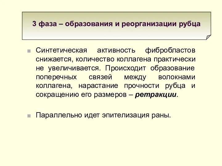 Синтетическая активность фибробластов снижается, количество коллагена практически не увеличивается. Происходит