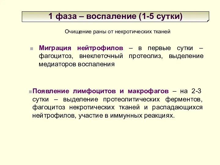 1 фаза – воспаление (1-5 сутки) Очищение раны от некротических