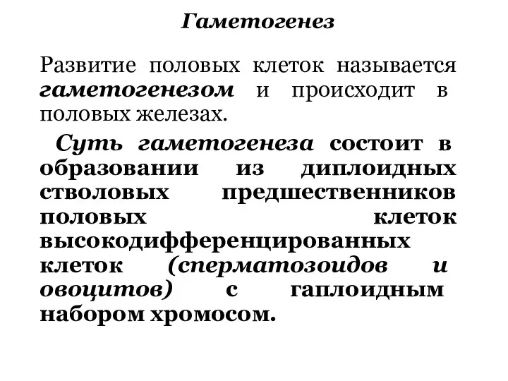 Гаметогенез Развитие половых клеток называется гаметогенезом и происходит в половых