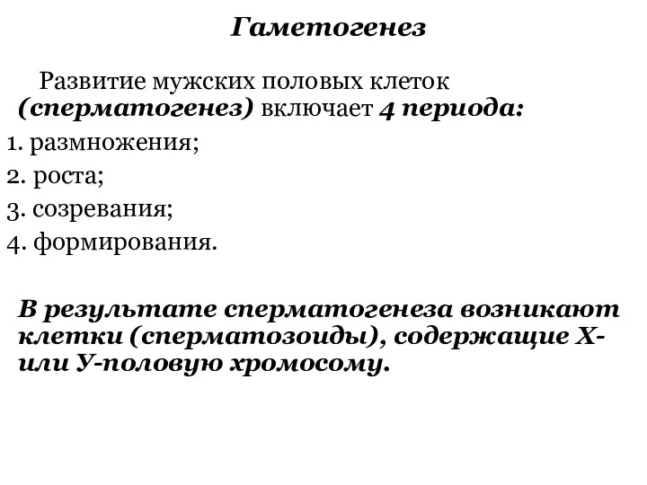 Гаметогенез Развитие мужских половых клеток (сперматогенез) включает 4 периода: 1.