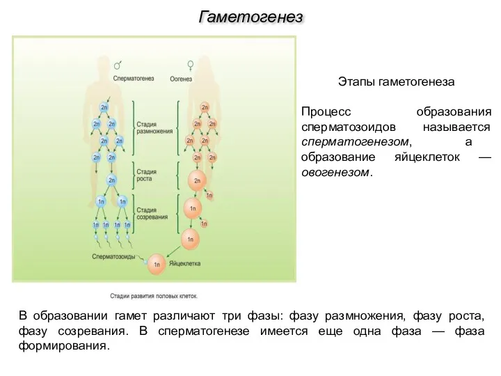Гаметогенез В образовании гамет различают три фазы: фазу размножения, фазу