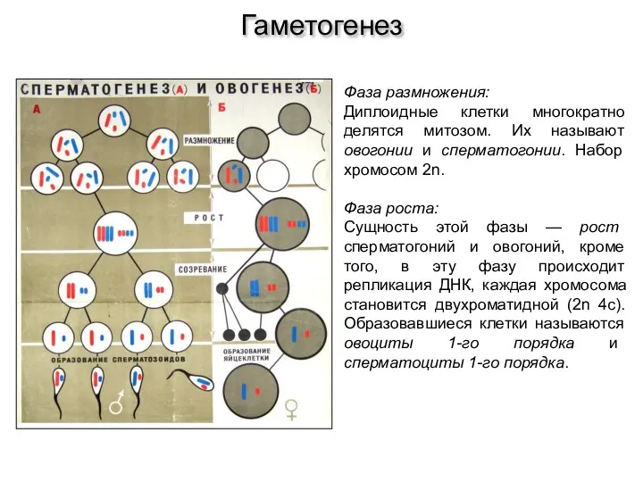 Фаза размножения: Диплоидные клетки многократно делятся митозом. Их называют овогонии