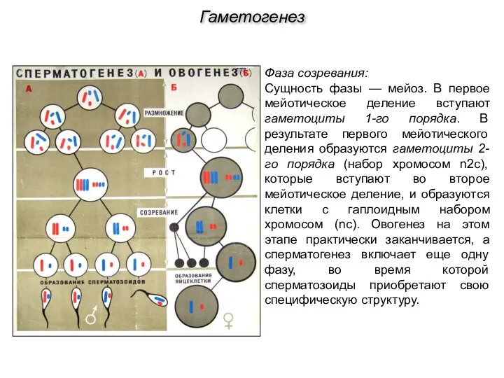 Фаза созревания: Сущность фазы — мейоз. В первое мейотическое деление