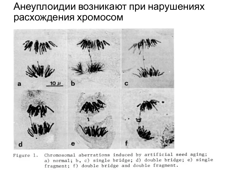 Анеуплоидии возникают при нарушениях расхождения хромосом
