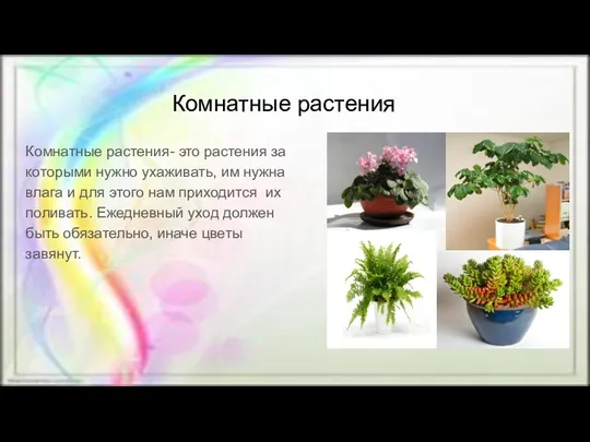 Комнатные растения Комнатные растения- это растения за которыми нужно ухаживать,