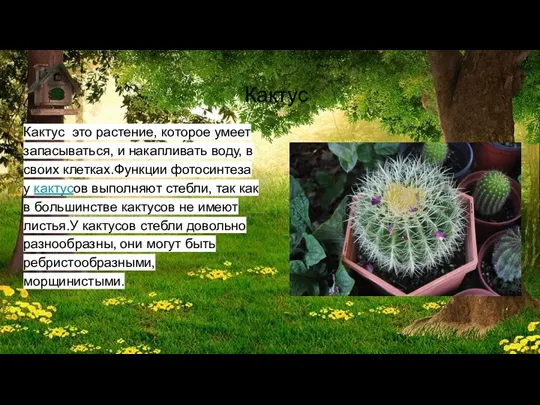 Кактус Кактус это растение, которое умеет запасываться, и накапливать воду,