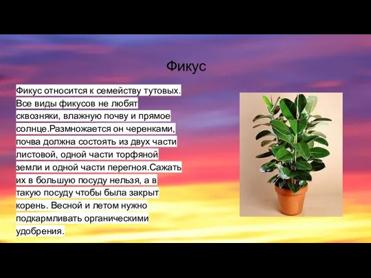 Фикус Фикус относится к семейству тутовых. Все виды фикусов не