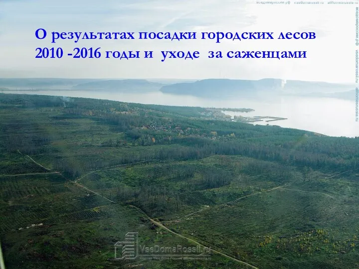 О результатах посадки городских лесов 2010 -2016 годы и уходе за саженцами