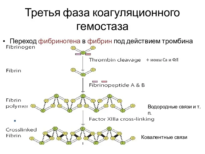 Третья фаза коагуляционного гемостаза Переход фибриногена в фибрин под действием тромбина Водородные связи
