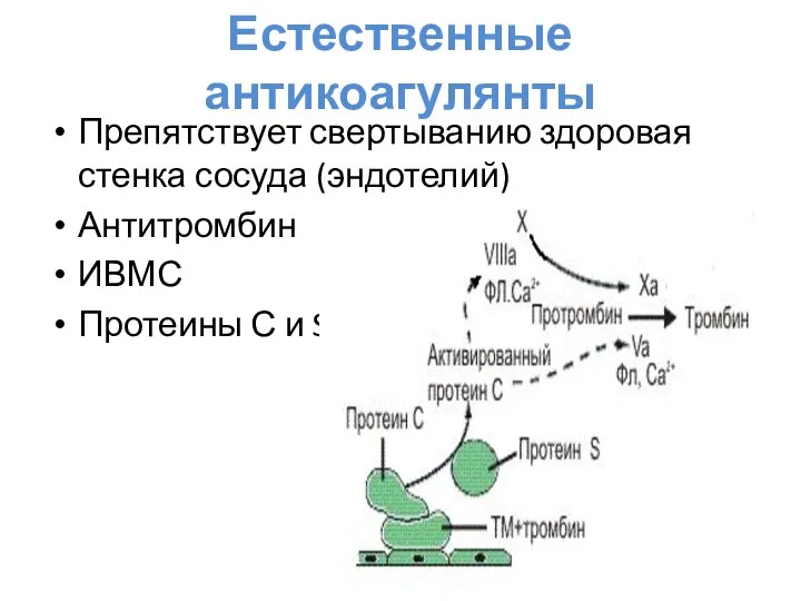 Естественные антикоагулянты Препятствует свертыванию здоровая стенка сосуда (эндотелий) Антитромбин ИВМС Протеины С и S