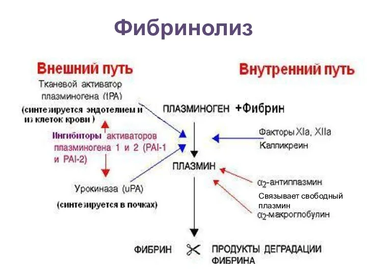 Фибринолиз Связывает свободный плазмин