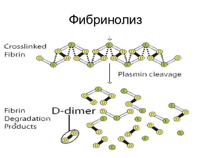 Фибринолиз