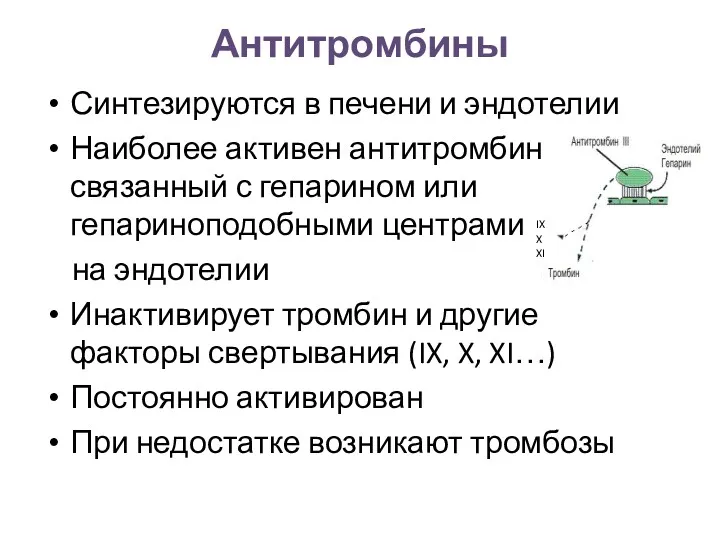 Антитромбины Синтезируются в печени и эндотелии Наиболее активен антитромбин III?,