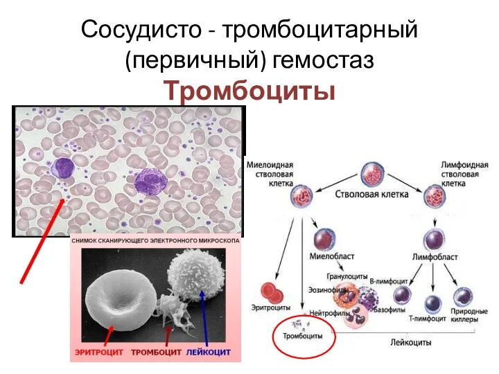 Сосудисто - тромбоцитарный (первичный) гемостаз Тромбоциты