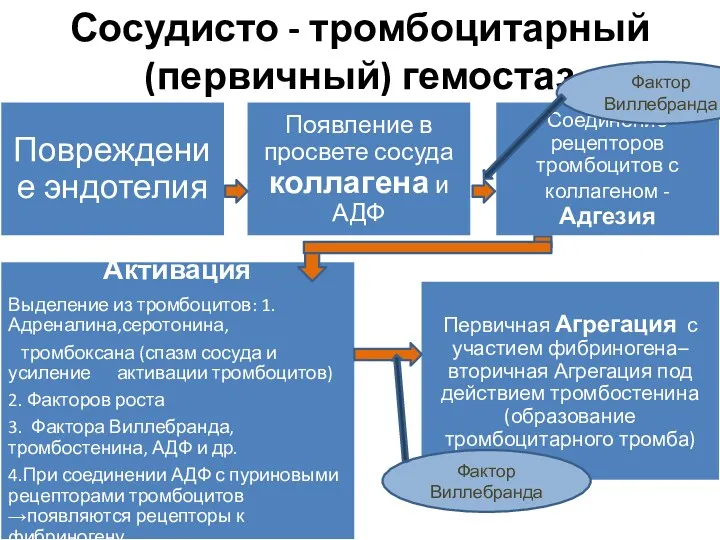 Сосудисто - тромбоцитарный (первичный) гемостаз Фактор Виллебранда Фактор Виллебранда