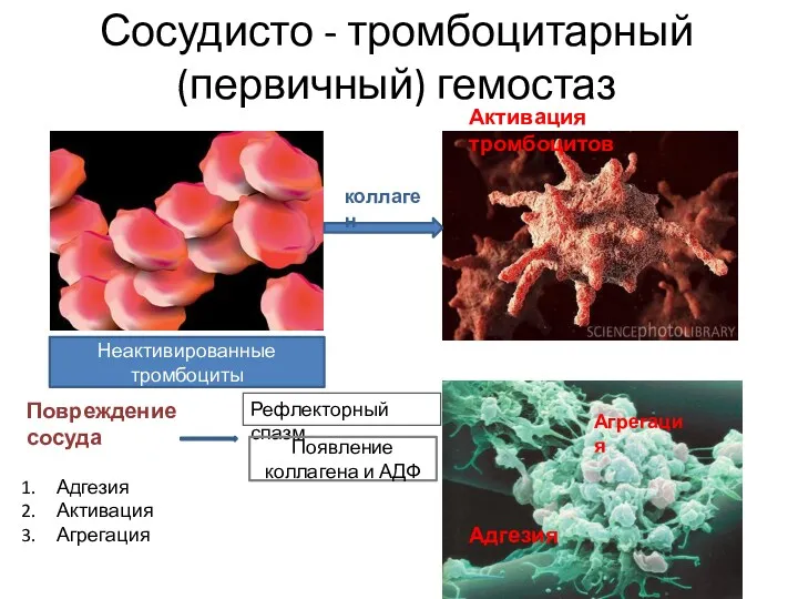 Сосудисто - тромбоцитарный (первичный) гемостаз Неактивированные тромбоциты Повреждение сосуда Адгезия