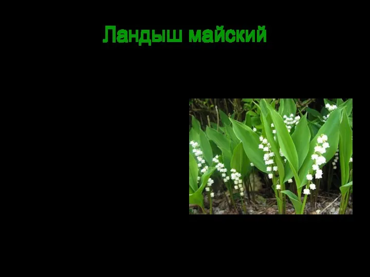 Ландыш майский Многолетнее травянистое растение семейства лилейных. Ландыш широко распространен