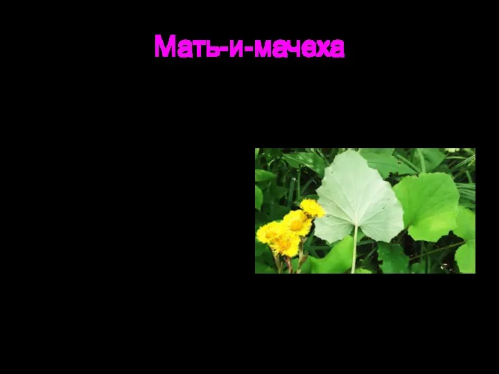 Мать-и-мачеха Это многолетнее растение семейства сложноцветных. Растет по всей территории России, в Сибири,