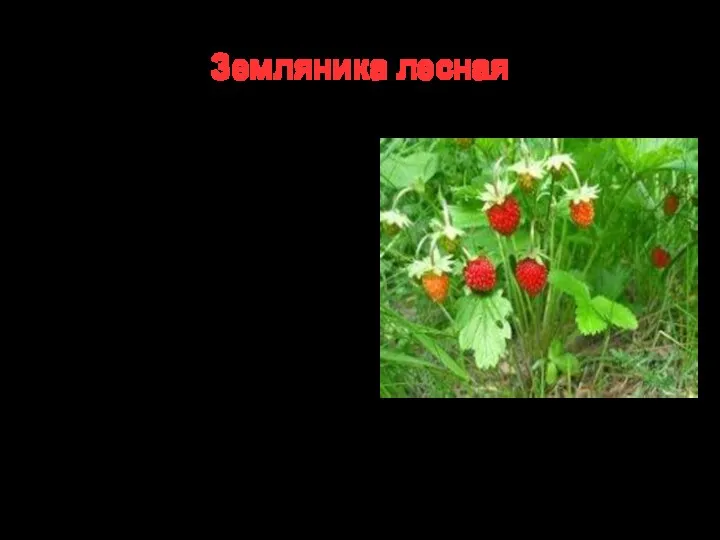 Земляника лесная Многолетнее растение семейства розовоцветных. Растет почти на всей территории России. Свежие